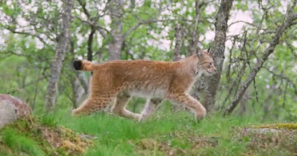 Focada jovem lince europeu correndo na floresta uma noite de verão — Vídeo de Stock