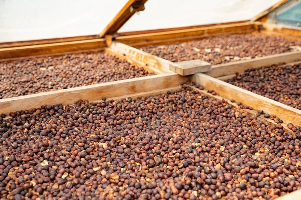 Raw Coffee Beans Drying In Wooden Crate — Stock Photo, Image