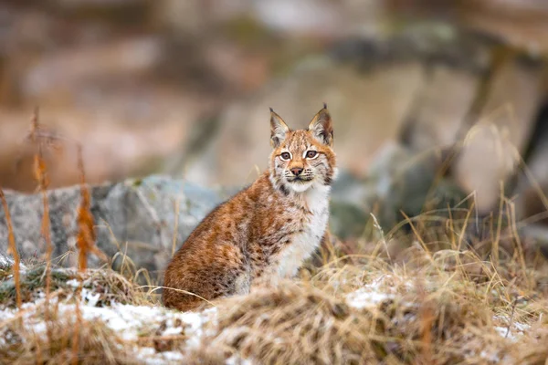 Eurasian lynx sitting in the woods at early winter — Stock Photo, Image