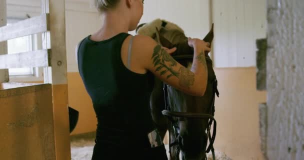 Mujer con cabello rubio ajustando cinturones antes de montar su caballo árabe — Vídeo de stock