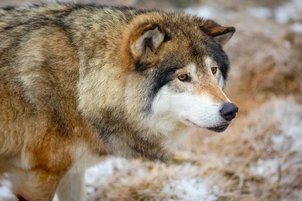 Close-up de lobo macho em pé na floresta no início do inverno — Fotografia de Stock