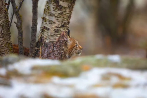 Focused Young Eurasian Lynx Bobcat Lurking Forest Cold Day Winter — Stock fotografie