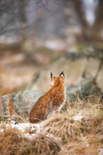 Euraziatische lynx op zoek naar het bos in de winter — Stockfoto