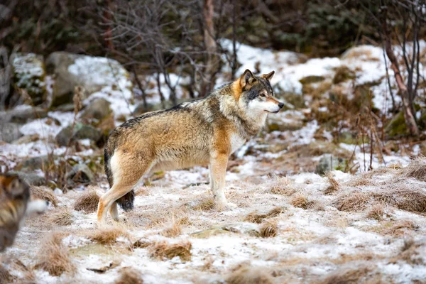 Belo lobo macho alfa em pacote em pé na floresta — Fotografia de Stock