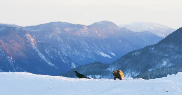 Вид на пейзаж с золотым орлом, поедающим мёртвое животное в горах зимой — стоковое видео
