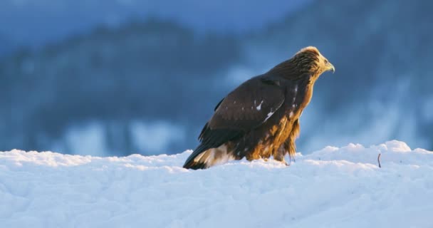 在冬天 两只高大壮观的老鹰在山上的一只死动物之间进行残酷的战斗 慢动作 — 图库视频影像