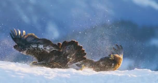 Жестокая борьба между двумя большими орлами зимой в горах — стоковое видео