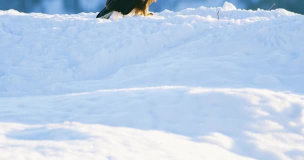 Gyllene örnen äter på ett dött djur i fjällen på vintern — Stockvideo