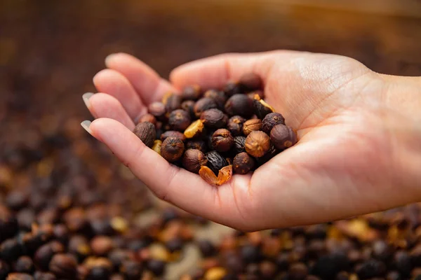 Close-up of female Employee Holding Organic Raw Coffee Beans — Stock Photo, Image