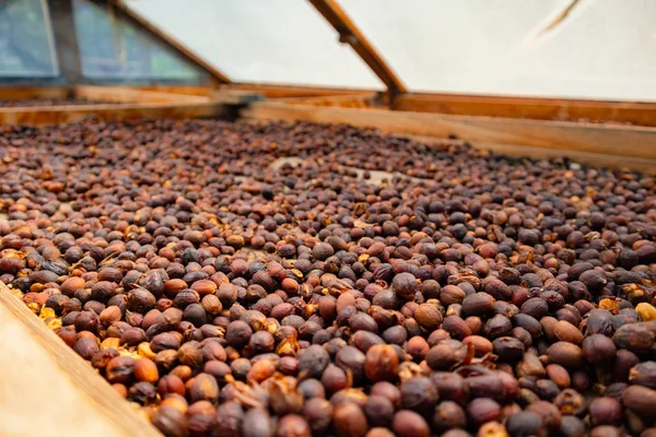 Organic Raw Coffee Beans Drying In Wooden Crate — Stock Photo, Image