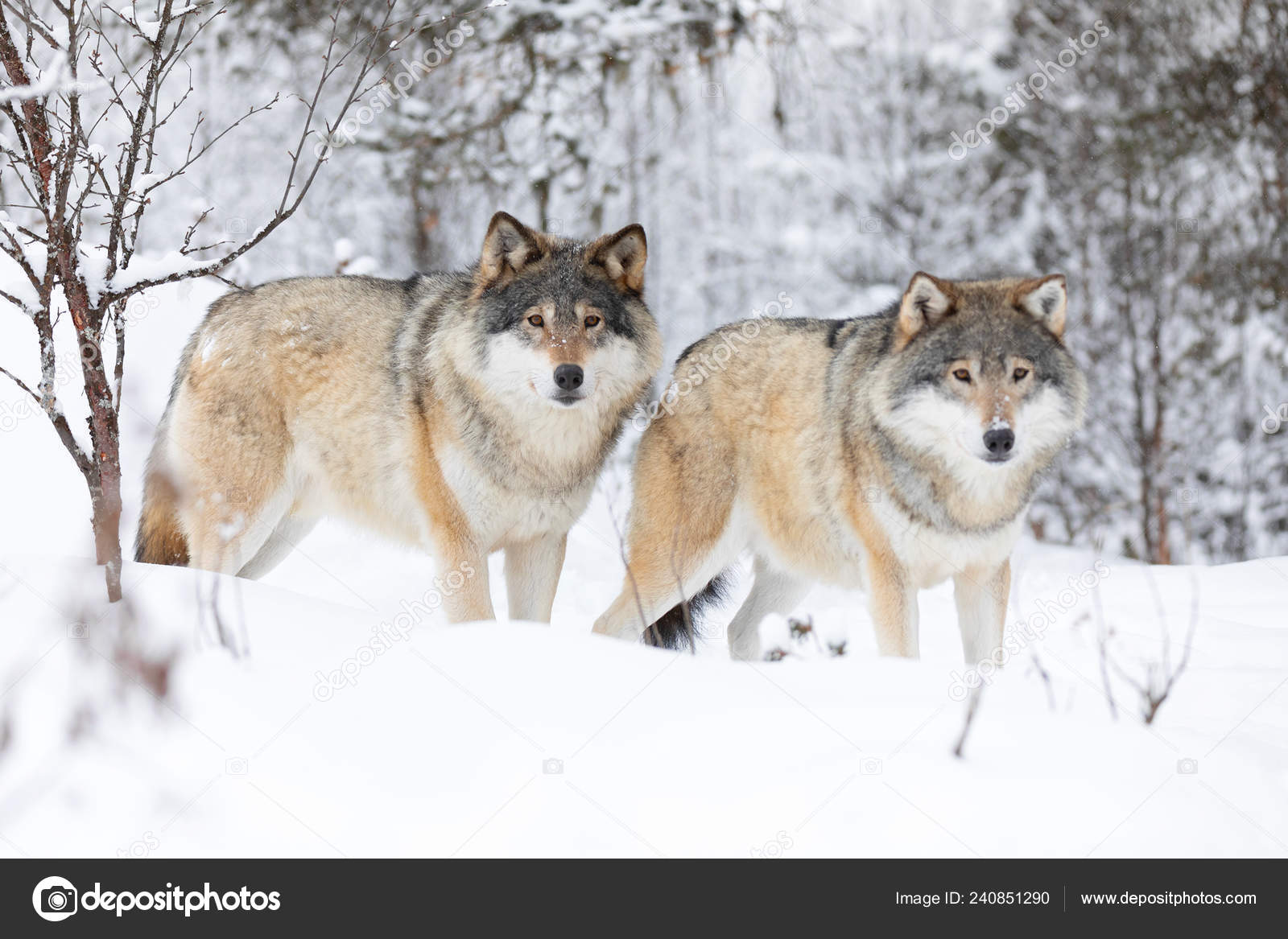 To vakre ulver i kaldt vinterlandskap – stockfoto © kjekol #240851290, image size:1600x1167