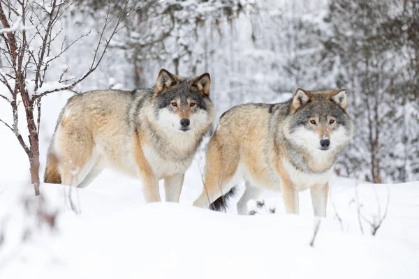 Δύο όμορφες λύκοι στο κρύο χειμωνιάτικο τοπίο — Φωτογραφία Αρχείου