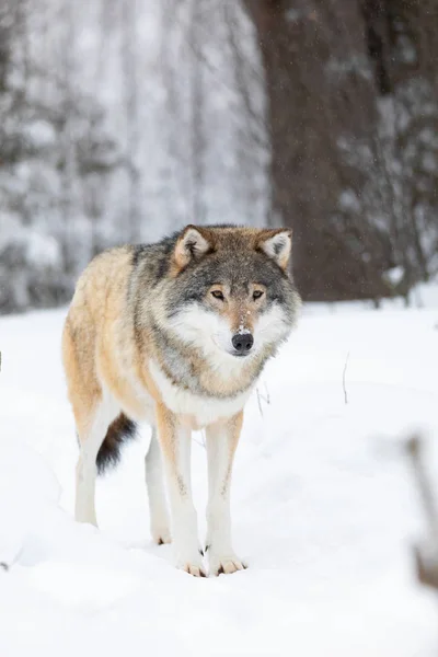Lobo se encuentra en la nieve en el hermoso bosque de invierno — Foto de Stock