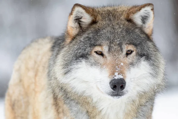 Retrato de close-up de um lobo no inverno frio — Fotografia de Stock