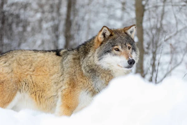 Wolf staat in de sneeuw in de winter mooi bos — Stockfoto