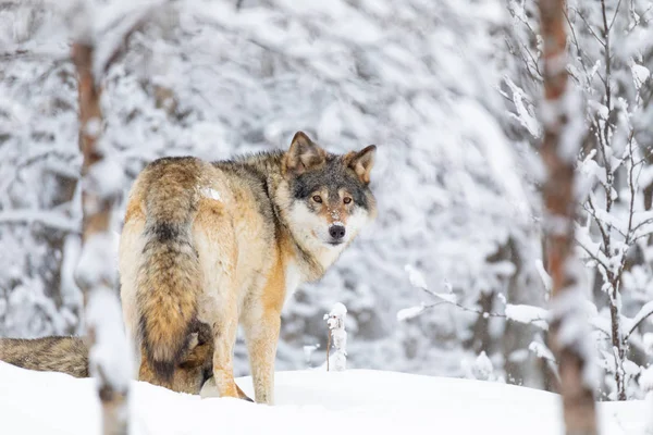 Wolf pack op zoek achteruit in de koude winter forest gericht — Stockfoto