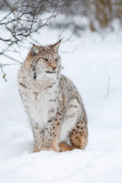 Porträtt av en söt lynx cub i skogen kall vinter — Stockfoto