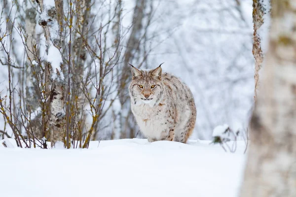 Окаменелая кошка Линкс с дикими глазами, гуляющая по холодному зимнему лесу — стоковое фото