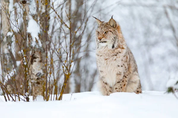Vacker söt lynx cub i skogen kall vinter — Stockfoto