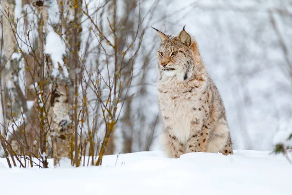 Beautiful cute lynx cub in the cold winter forest — Stock Photo, Image