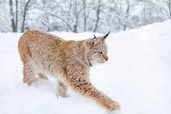 Close-up de lince gato andando na floresta fria de inverno — Fotografia de Stock
