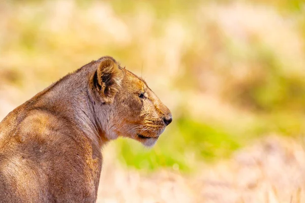 アフリカの 1 つの大きな野生のライオンのクローズ アップの肖像画 — ストック写真