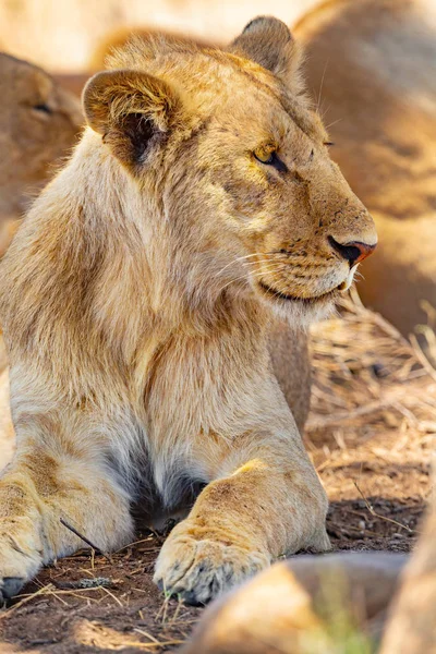 Młody lew mężczyzna odpoczynek wraz z dumą w Serengeti — Zdjęcie stockowe