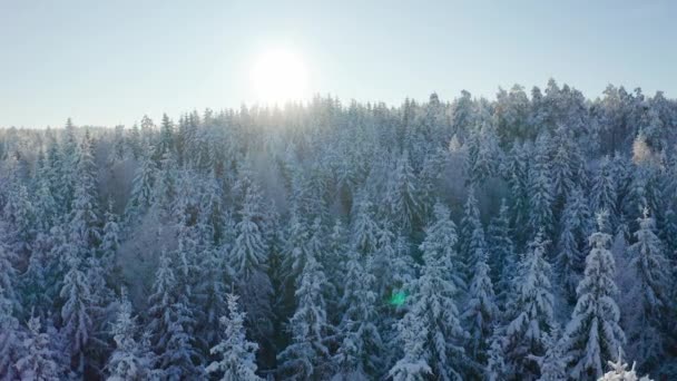 在寒冷的冬季景观中, 在史诗般的雪林上空, 飞行缓慢地与太阳对抗 — 图库视频影像