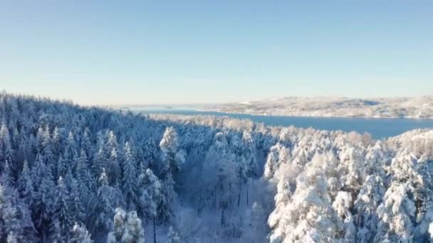 Voando devagar em direção a um fiorde acima da épica floresta fria de inverno nevado — Vídeo de Stock