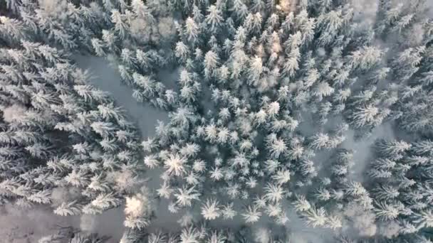 Flygande direkt ovanför stora kalla skogen i episka morgonljus på vintern — Stockvideo