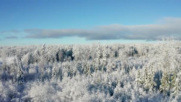 Voando acima da bela floresta coberta de neve no inverno frio — Vídeo de Stock