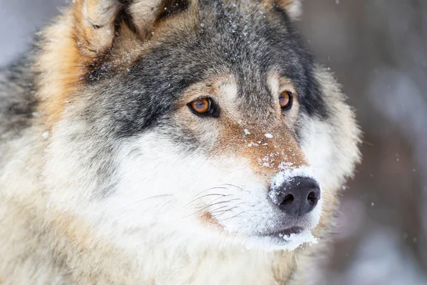 Close-up portret van een prachtige wolf in de koude winter — Stockfoto