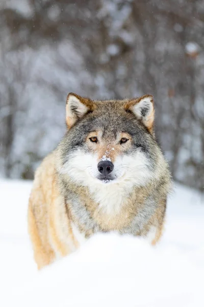 Αρσενικός λύκος στέκεται στο χιόνι στο όμορφο δάσος του χειμώνα — Φωτογραφία Αρχείου