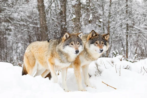 Twee prachtige wolven in wolvenroedel in koud winterwoud — Stockfoto