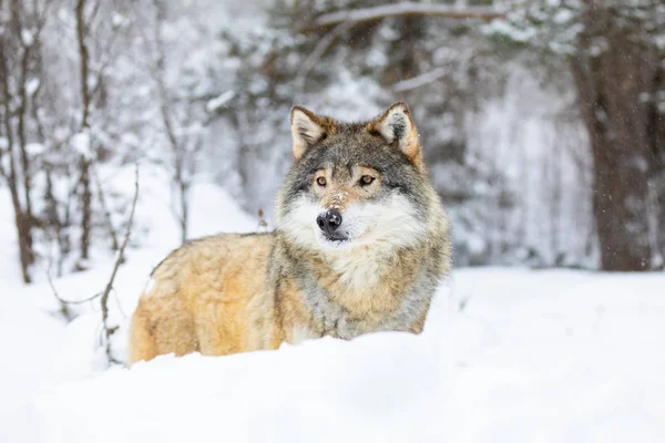 Lobo bonito em pé na neve na bela floresta de inverno — Fotografia de Stock