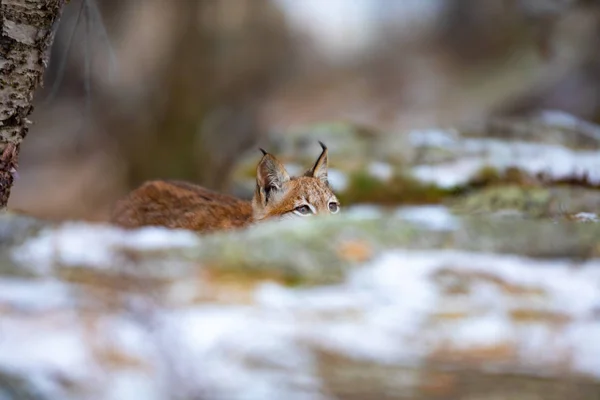 Rys ostrovid hravý skrývající se v lese na začátku zimy — Stock fotografie