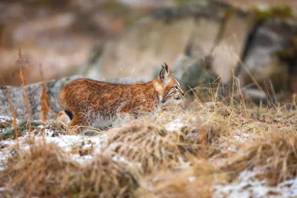 Playfull eurasian lynx espreitando na floresta no início do inverno — Fotografia de Stock