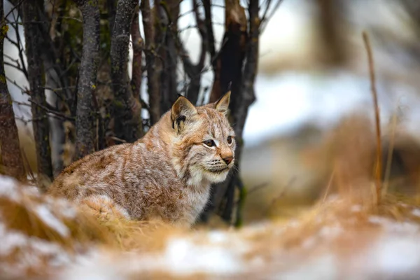 Lynx eurasien se cachant dans la forêt au début de l'hiver — Photo