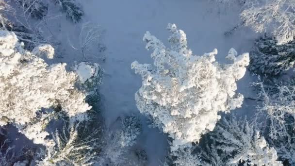Voler lentement directement au-dessus de la belle grande forêt en hiver froid — Video