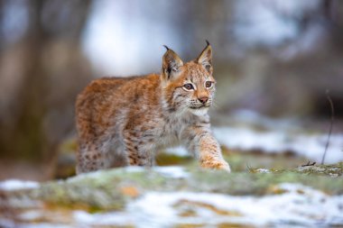 Beautiful eurasian lynx walks in the forest at early winter clipart