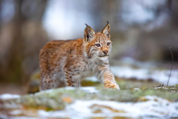 Bella lince eurasiatica passeggiate nella foresta all'inizio dell'inverno — Foto Stock