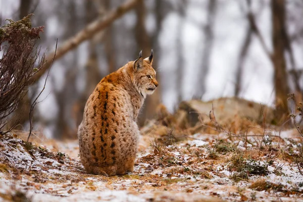 Vista posterior del lince eurasiático mirando hacia el bosque en invierno — Foto de Stock