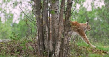 Yoğunlaşmış genç Avrupa vaşak ormanda bir yaz akşamı gidiyor