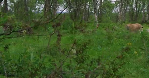 European lynx walking in the forest at a summer evening — Stock Video