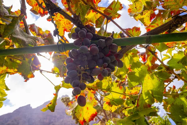 Крупный план гроздья винограда на органическом винограднике против солнца — стоковое фото