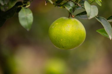 Ağaçta Asılı Bir Organik Taze Limon Close-Up