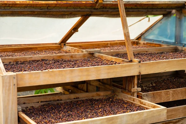 Side View of Organic Coffee Beans Drying In Crates Outdoor — Stock Photo, Image