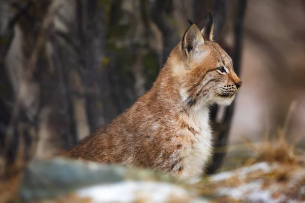 Portrait of eurasian lynx sitting in the forest at early winter — Stock Photo, Image