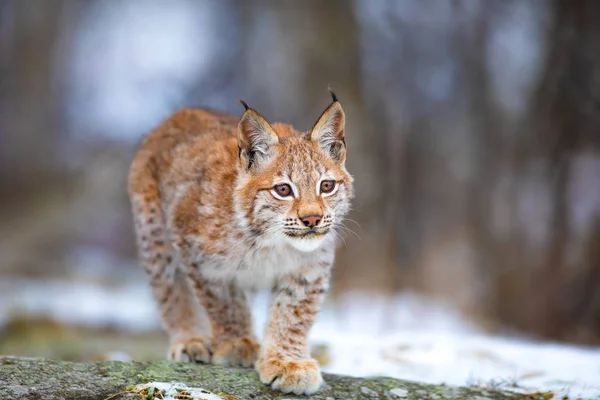 Piękne Eurasian Lynx cub grać w lesie na początku zimy — Zdjęcie stockowe