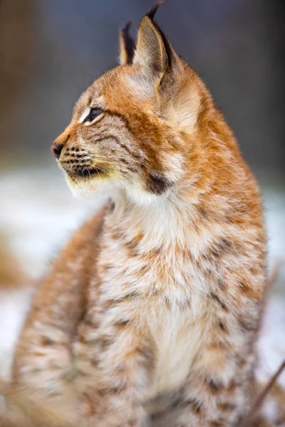 Portret van Euraziatische lynx op zoek zijwaarts in het bos in de vroege winter — Stockfoto